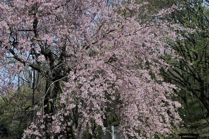 春の野草　と　やっぱり桜_f0173817_22495093.jpg