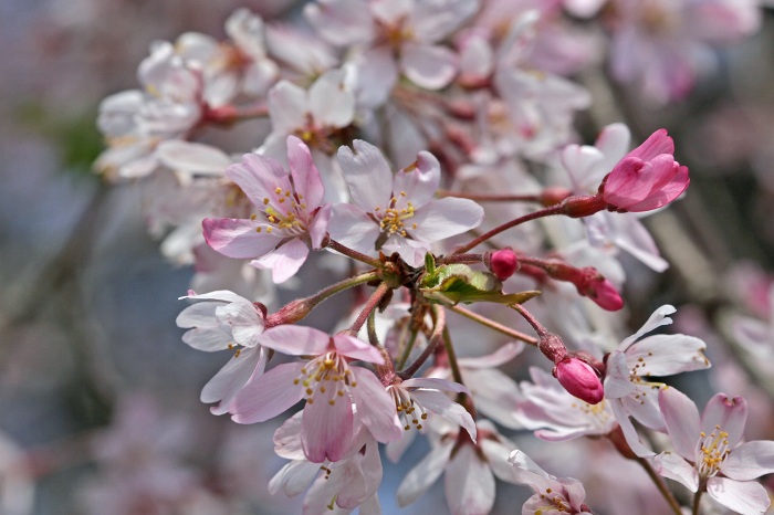 春の野草　と　やっぱり桜_f0173817_22512477.jpg