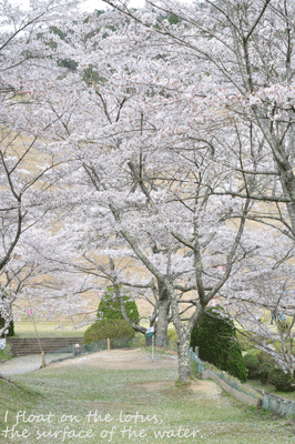 b0075318_2118515.gif