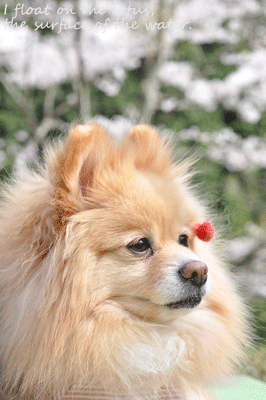 b0075318_21195750.gif