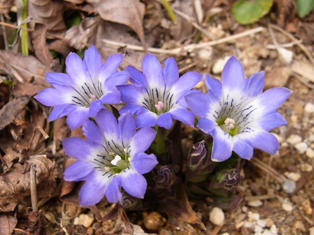 水芭蕉・座禅草・白根葵・岩団扇・延齢草・菊咲き一華・春竜胆_a0037019_675934.jpg