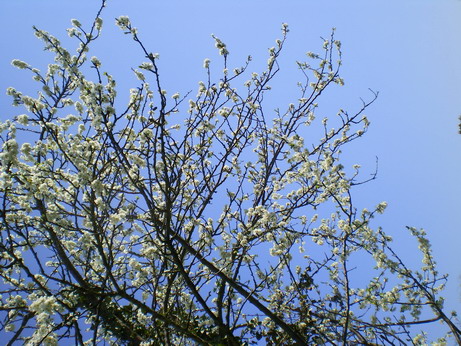 c0124619_5501526.jpg
