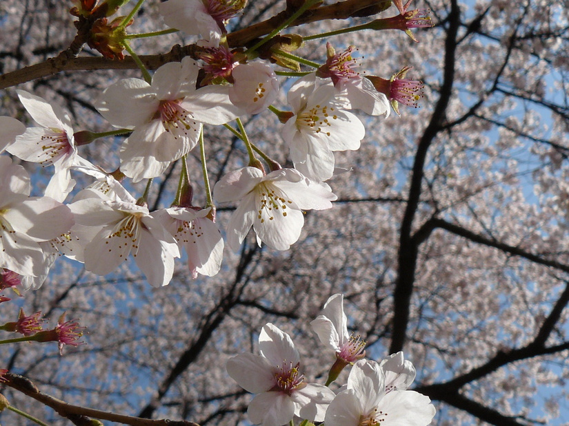 新宿御苑　つづき_f0004019_1241990.jpg