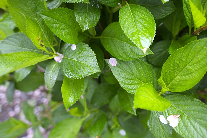 我が町内の散り桜 若葉の季節へと誘ってくれているかのように 駿河色ってどんな色