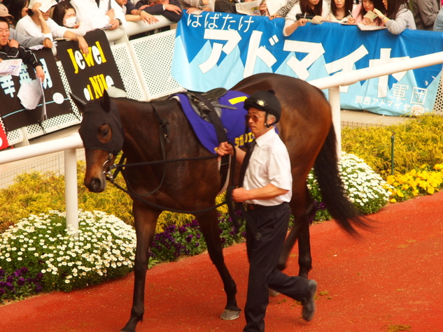 徒歩5分で桜花賞馬に会いに行く編。_e0121721_17311186.jpg