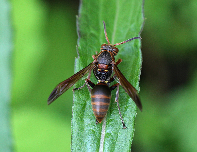 キボシアシナガバチ Polistes nipponensis_f0161823_200303.jpg