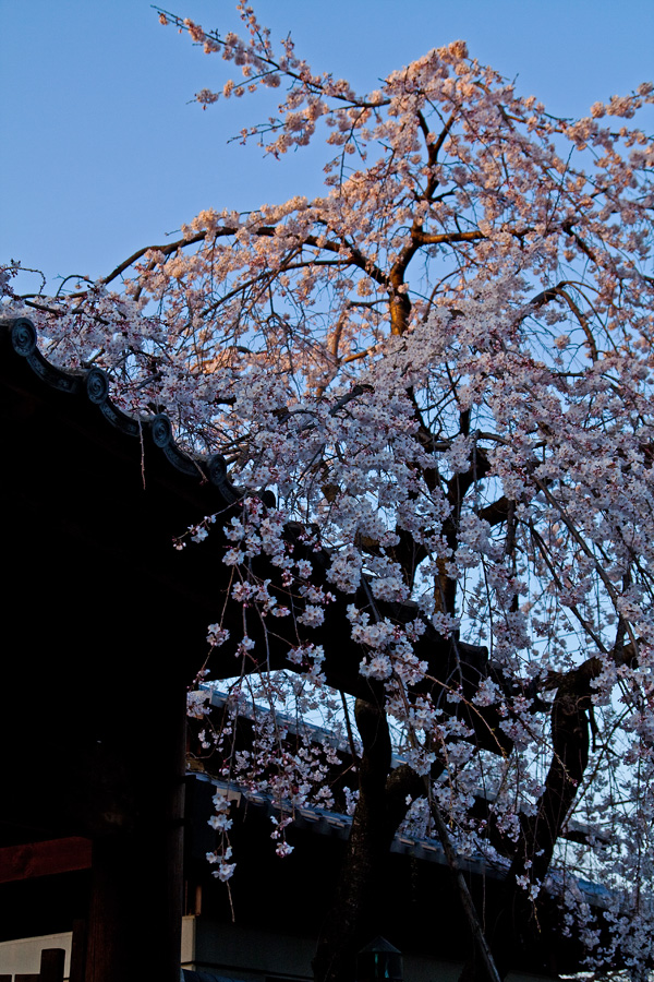 SAKURA 2010　＃２_b0147624_12244669.jpg