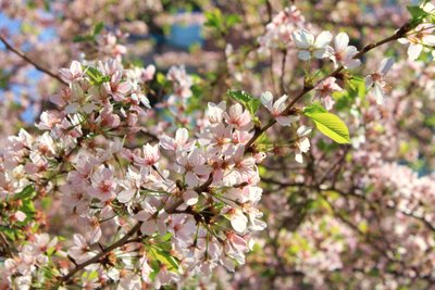 ルーズベルト島の桜と素敵なおもてなし_e0149425_1516199.jpg