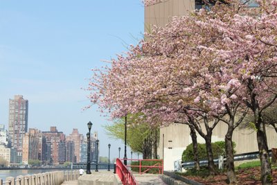 ルーズベルト島の桜と素敵なおもてなし_e0149425_1561382.jpg