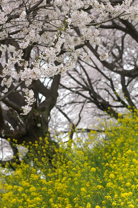 吉見の桜２_f0040525_1936936.jpg