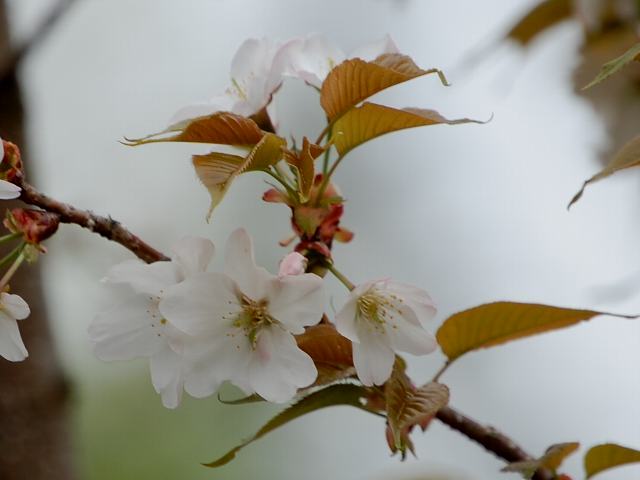 長勝院旗桜(チョウショウインハタザクラ)_d0059226_6105990.jpg