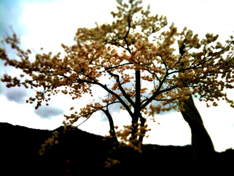 c0177527_1174238.jpg