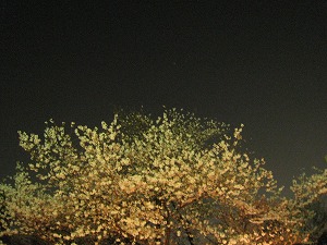 夜桜_a0122528_17171671.jpg