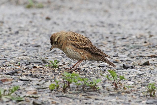 雨の中の沈まんばいの鳥見_a0080832_2311036.jpg