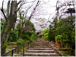 ダメ押しのお花見♪　味と宿「花月」_d0017632_16543246.jpg