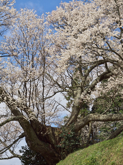 桜花巡礼2010～奈良・佛隆寺＋α～　_e0080133_23494119.jpg