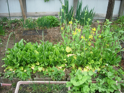 ワタシの家庭菜園_e0097534_17361164.jpg