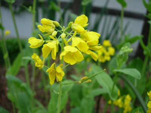 ワタシの家庭菜園_e0097534_17372483.jpg