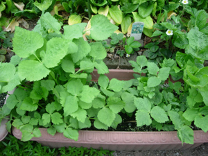 ワタシの家庭菜園_e0097534_17395778.jpg