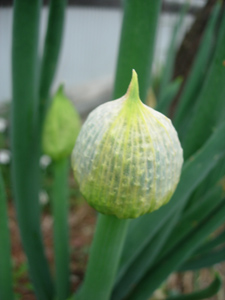 ワタシの家庭菜園_e0097534_173983.jpg
