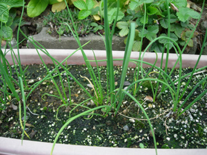 ワタシの家庭菜園_e0097534_17403383.jpg