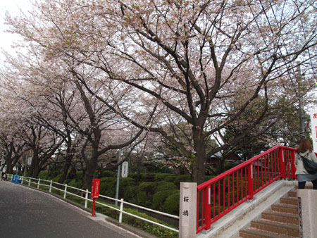 お花見（4）　昼の桜坂_c0024135_204990.jpg