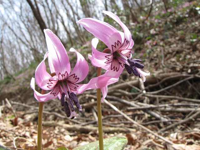 4月10日（土）　弥彦山の花達♪_b0097836_16365849.jpg