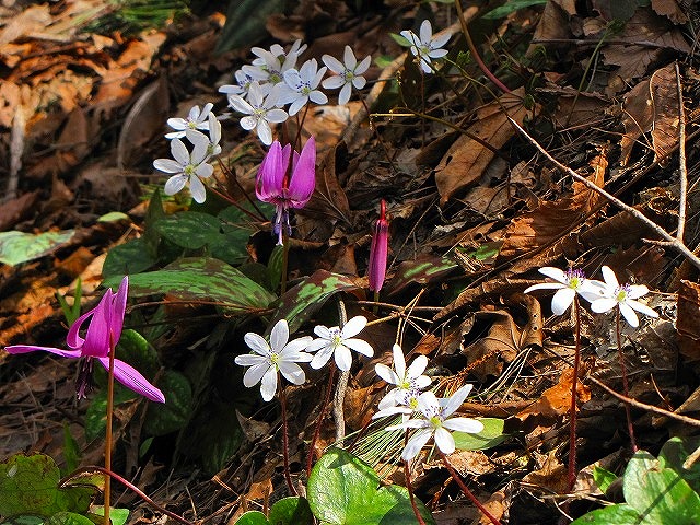 4月10日（土）　弥彦山の花達♪_b0097836_1650933.jpg