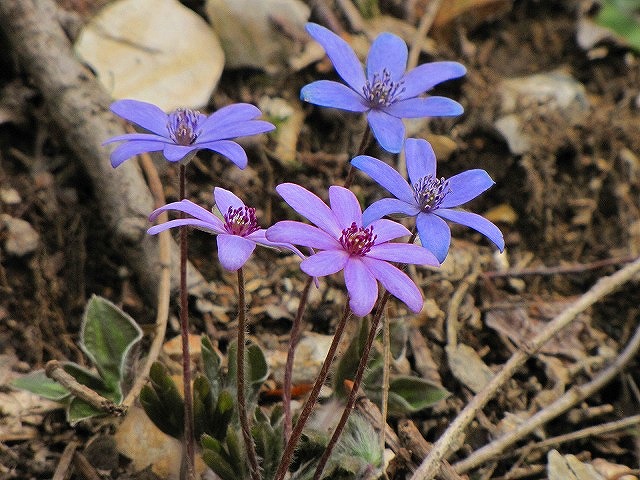 4月10日（土）　弥彦山の花達♪_b0097836_16511547.jpg