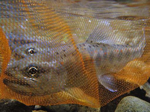 a0056140_11449.jpg