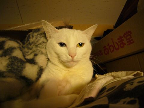 みるきぃにライバル登場_e0058443_17951.jpg