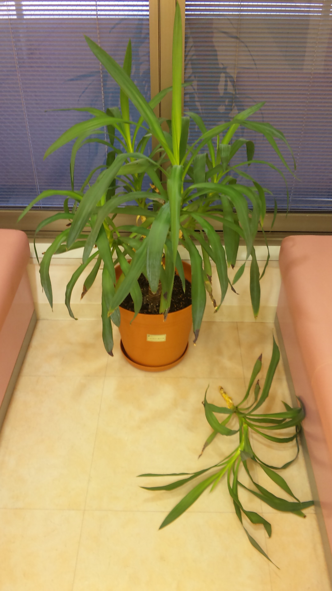 観葉植物に悲劇!_f0209045_10393072.jpg