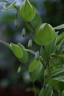 「我が家の花」_f0201348_16323195.jpg