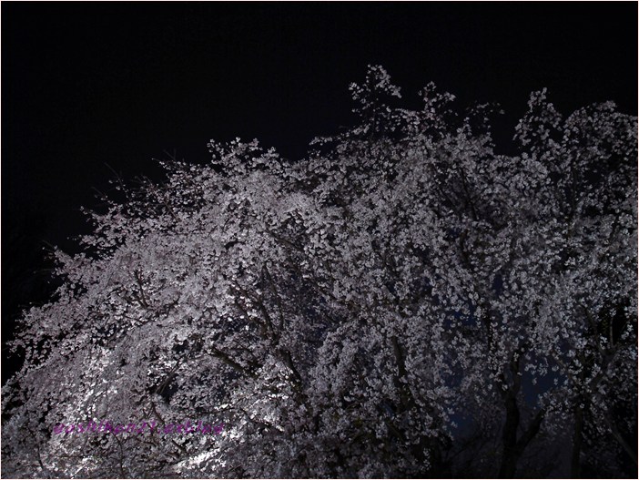 Cherry Blossoms　/　night version Ⅵ_a0136249_1323656.jpg