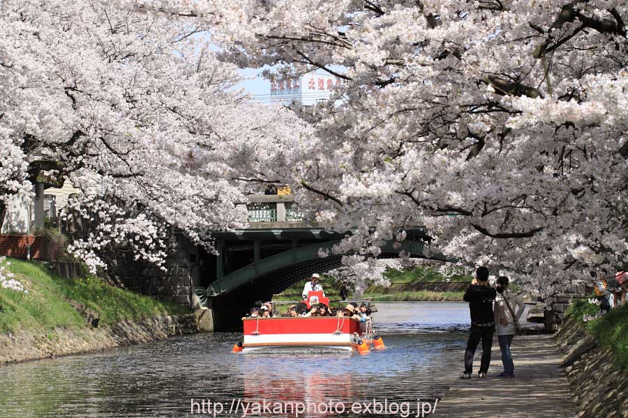 富山市松川べり　桜並木～松川恋物語編～_b0157849_293020.jpg