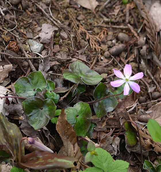 d0091754_32199.jpg