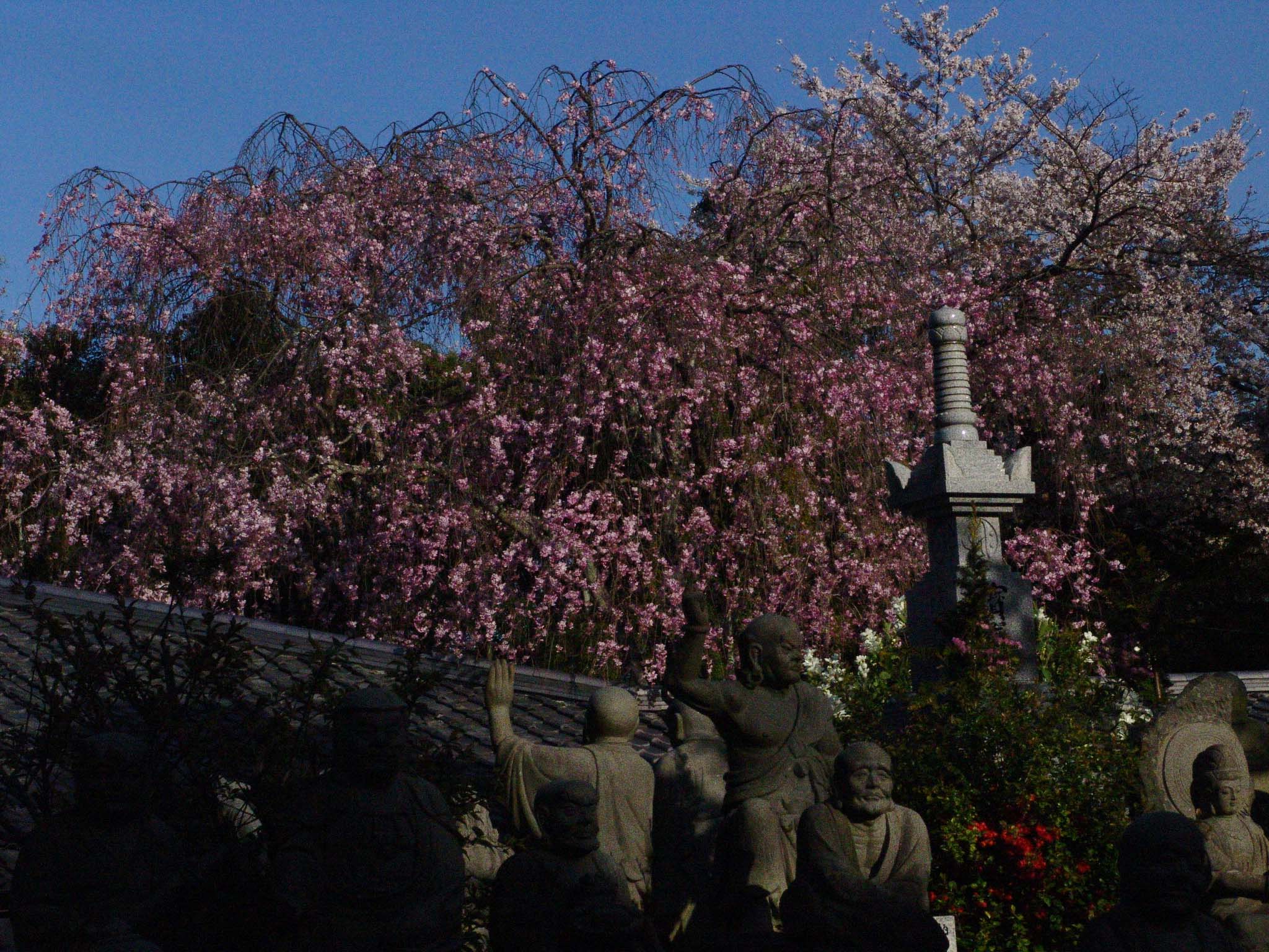 快晴の嵐山_a0090855_20114179.jpg