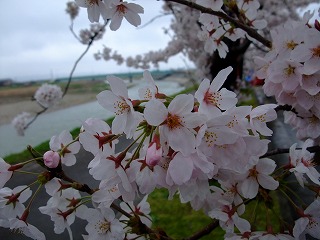 2014年　つざわ桜まつり_c0208355_10244595.jpg