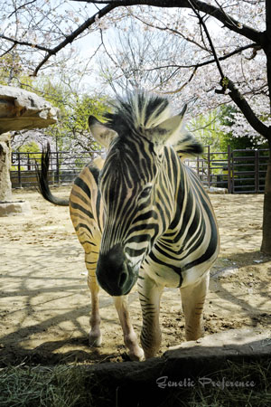 王子動物園～桜の季節 Vol.5_a0111162_19175514.jpg