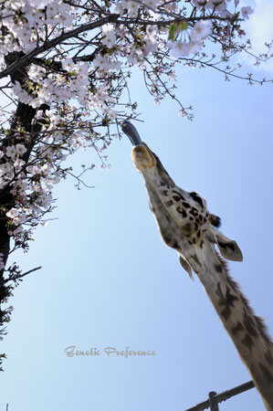 王子動物園～桜の季節 Vol.5_a0111162_19204257.jpg