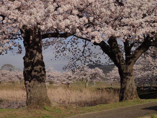 北条大池のさくら、完結編。_b0124462_11371617.jpg
