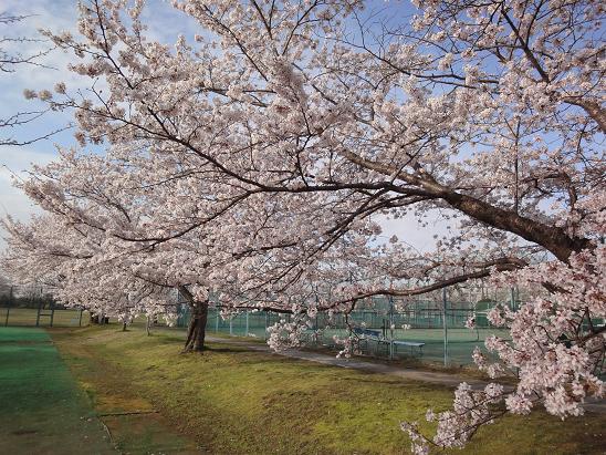 北条大池のさくら、完結編。_b0124462_1139584.jpg