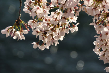 早朝散歩―宇治川 桜_e0164563_15164576.jpg