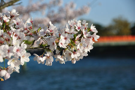 早朝散歩―宇治川 桜_e0164563_15171484.jpg