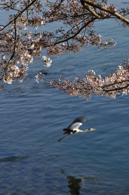 早朝散歩―宇治川 桜_e0164563_1517258.jpg