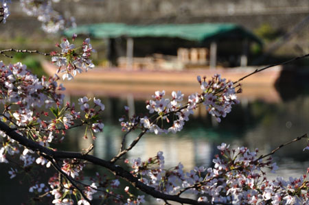 早朝散歩―宇治川 桜_e0164563_1518390.jpg