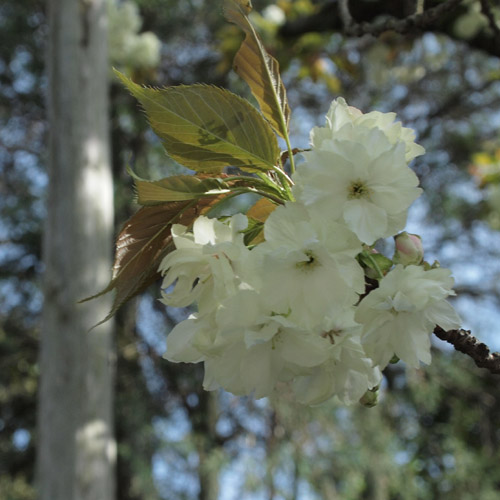 ウコン桜。_d0068664_222521.jpg