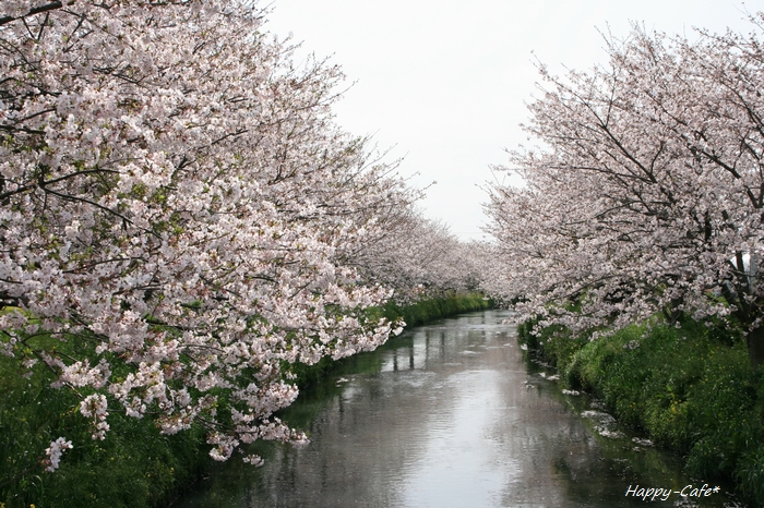 大好きな川辺の桜も満開に♪_e0148667_1023782.jpg