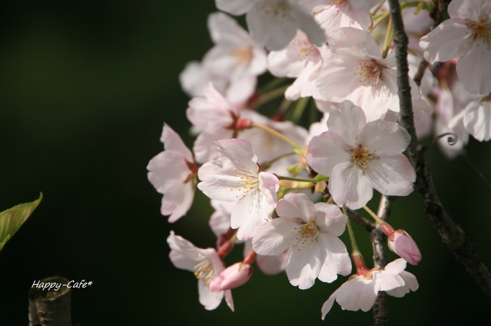 大好きな川辺の桜も満開に♪_e0148667_1084798.jpg