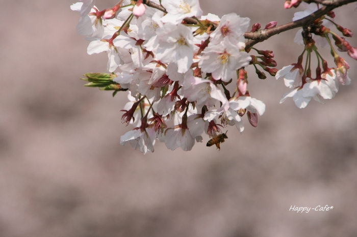 大好きな川辺の桜も満開に♪_e0148667_1093750.jpg